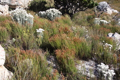 Elegia stipularis (Elegia stipularis)