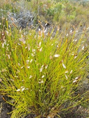 Elegia stipularis (Elegia stipularis)