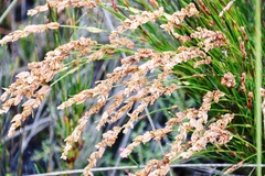 Elegia stipularis (Elegia stipularis)