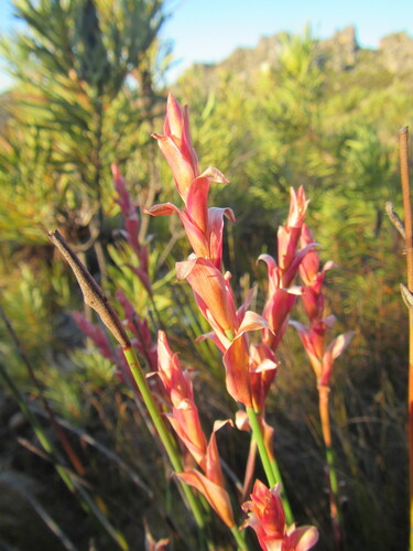 Elegia stokoei (Elegia stokoei)