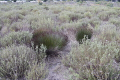 Cape thatching reed (Elegia tectorum)