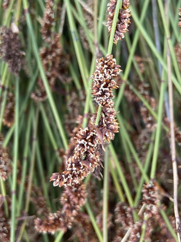 Cape thatching reed (Elegia tectorum)