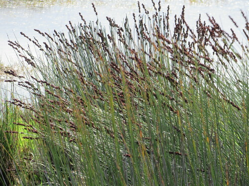 Cape thatching reed (Elegia tectorum)