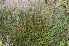 Cape thatching reed (Elegia tectorum)