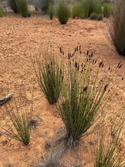 Cape thatching reed (Elegia tectorum)