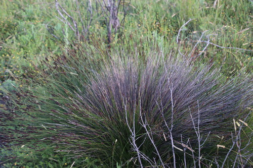 Cape thatching reed (Elegia tectorum)