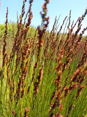 Cape thatching reed (Elegia tectorum)
