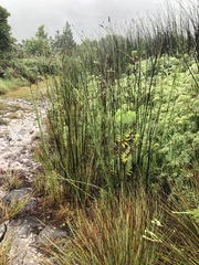 Elegia thyrsifera (Elegia thyrsifera)
