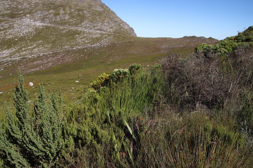 Elegia thyrsifera (Elegia thyrsifera)