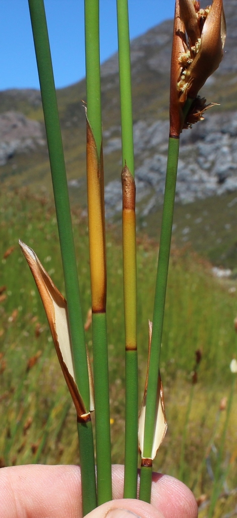 Elegia thyrsifera (Elegia thyrsifera)