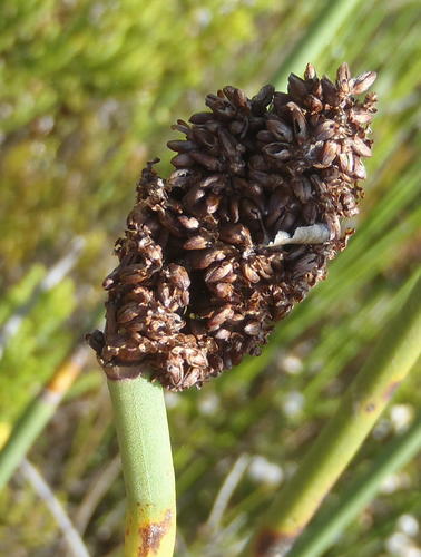 Elegia thyrsoidea (Elegia thyrsoidea)