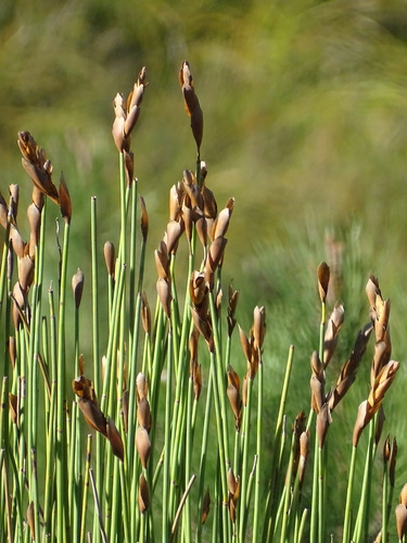 Elegia thyrsoidea (Elegia thyrsoidea)