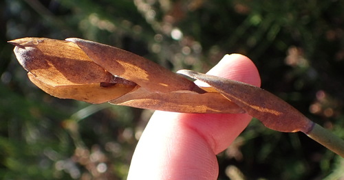 Elegia thyrsoidea (Elegia thyrsoidea)