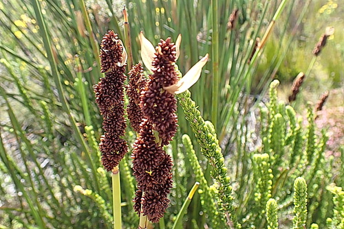 Elegia thyrsoidea (Elegia thyrsoidea)