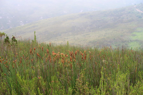 Elegia thyrsoidea (Elegia thyrsoidea)