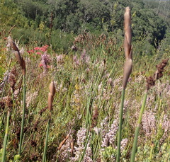 Elegia thyrsoidea (Elegia thyrsoidea)