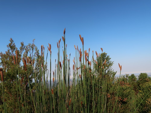 Elegia thyrsoidea (Elegia thyrsoidea)