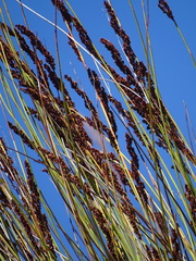 Elegia thyrsoidea (Elegia thyrsoidea)