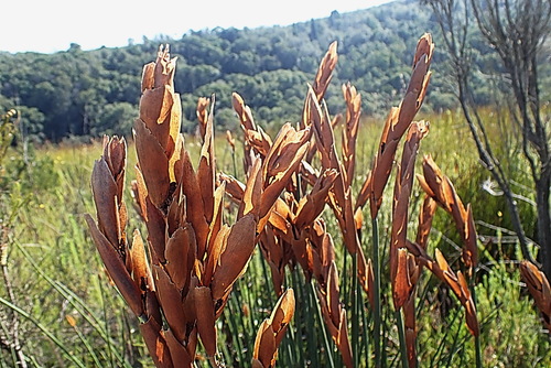 Elegia thyrsoidea (Elegia thyrsoidea)