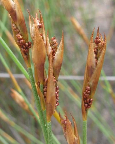 Elegia vaginulata (Elegia vaginulata)