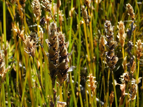 Elegia vaginulata (Elegia vaginulata)