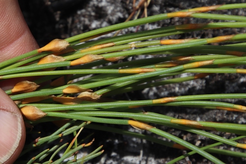 Elegia vaginulata (Elegia vaginulata)