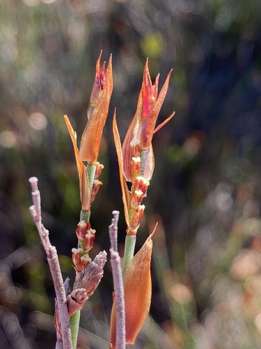 Elegia vaginulata (Elegia vaginulata)