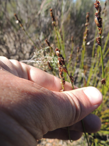 Elegia vaginulata (Elegia vaginulata)