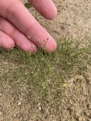 Needle spikerush (Eleocharis acicularis)