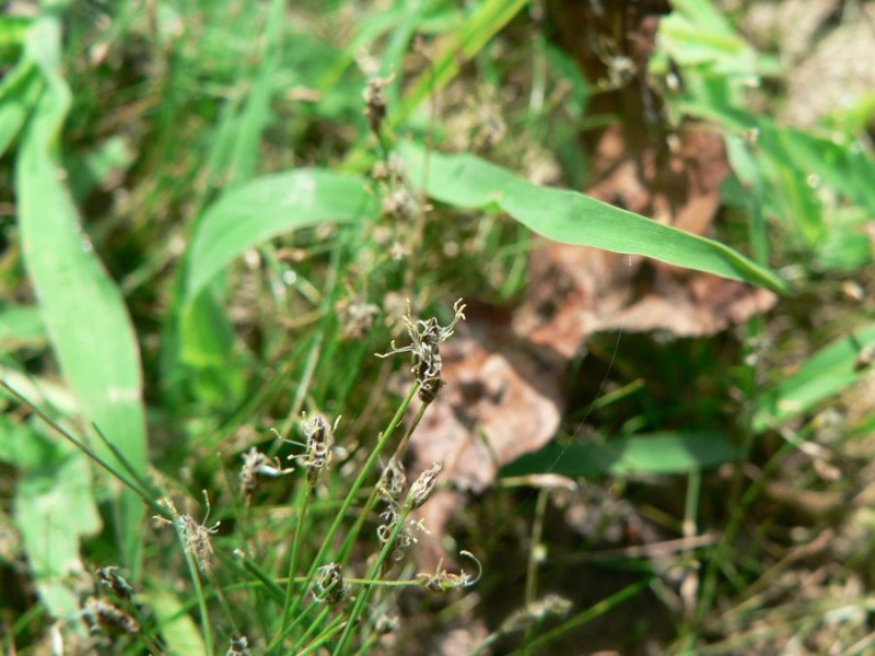 Needle spikerush: Eleocharis acicularis
