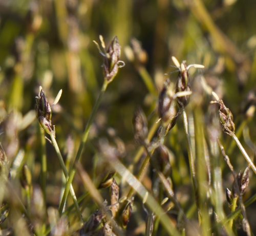 Needle spikerush (Eleocharis acicularis)