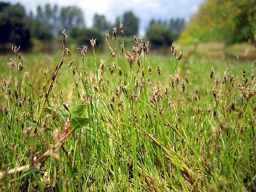 Needle spikerush: Eleocharis acicularis
