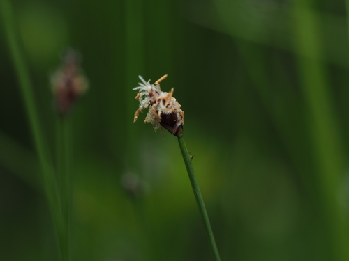 Needle spikerush (Eleocharis acicularis)