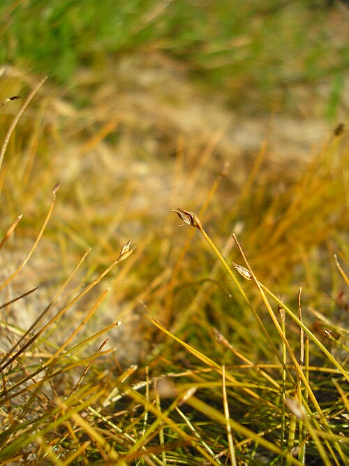 Needle spikerush: Eleocharis acicularis