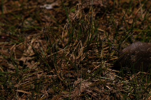 Needle spikerush (Eleocharis acicularis)