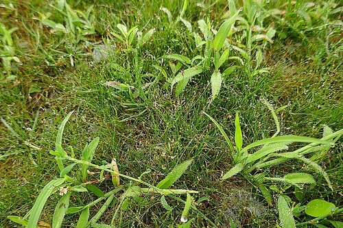 Needle spikerush (Eleocharis acicularis)