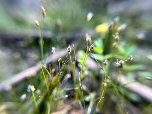 Needle spikerush (Eleocharis acicularis)