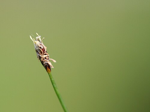 Needle spikerush: Nadel-Sumpfbinse