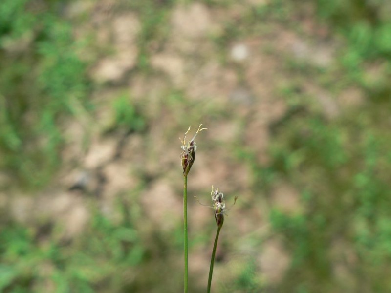 Needle spikerush: Eleocharis acicularis