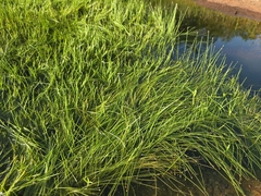 Purple spikerush (Eleocharis atropurpurea)