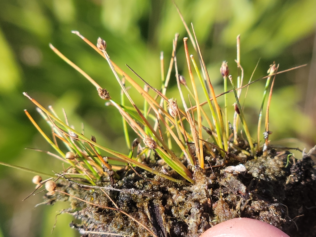 Purple spikerush (Eleocharis atropurpurea)