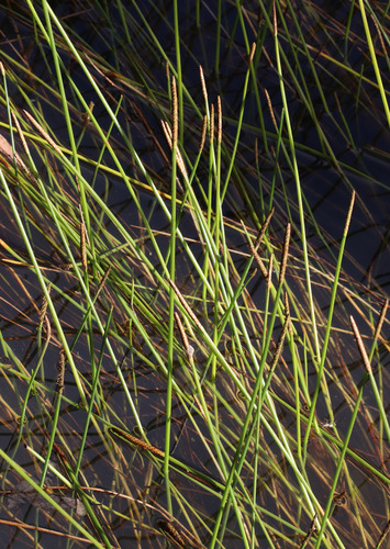 Chinese water chestnut (Eleocharis dulcis)