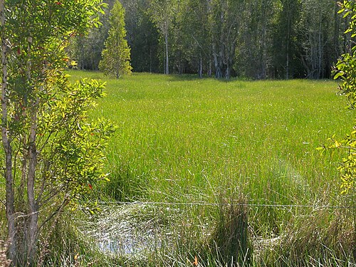 Chinese water chestnut: Native, warm season, perennial, erect, sedge to 1 m tall and with slender rhizomes. Stems are yellow-green, unbranched, 1-3 mm diameter, soft and have internal 