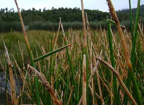 Chinese water chestnut: Eleocharis dulcis; (kuta fakafisi) in Ngofe swamp, Vavaʻu, Tonga