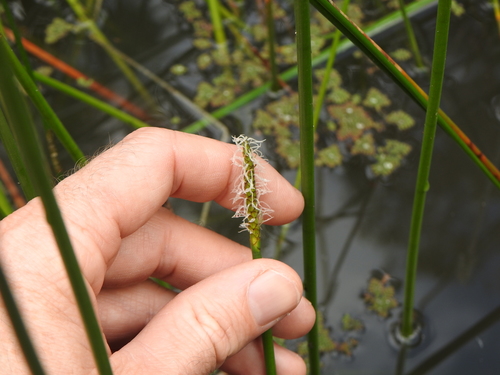 Chinese water chestnut (Eleocharis dulcis)