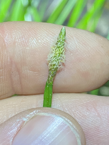 Chinese water chestnut (Eleocharis dulcis)