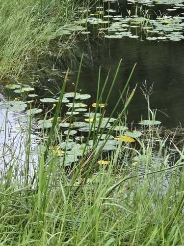 Chinese water chestnut (Eleocharis dulcis)