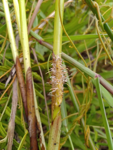 Chinese water chestnut (Eleocharis dulcis)