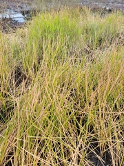 Jointed spikesedge (Eleocharis equisetoides)