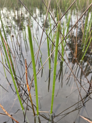 Jointed spikesedge (Eleocharis equisetoides)